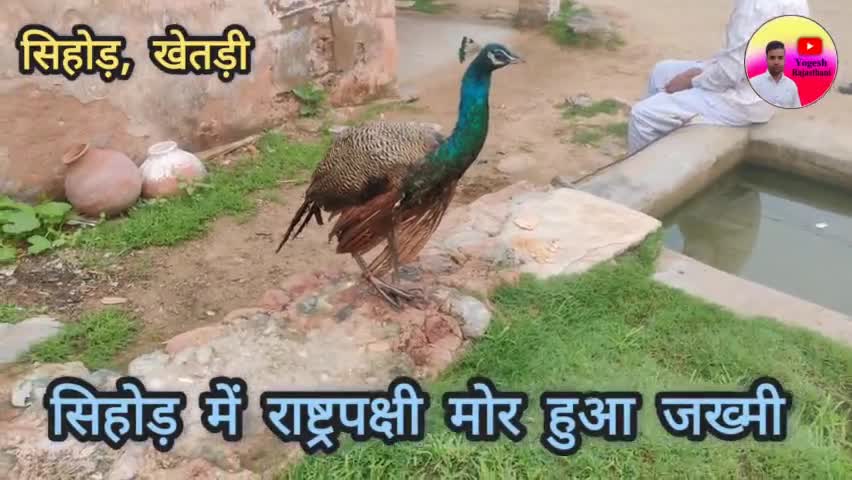 झुंझुनू: खेतड़ी, सिहोड़ में घायल हुआ राष्ट्रपक्षी मोर, मौके पर पहुंचे वनपाल #jhunjhunu #Khetri #sihor #झुंझुनूं  #सिहोड़ #खेतड़ी