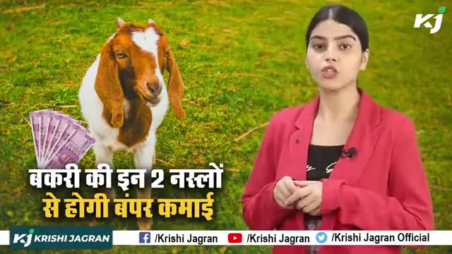 Goat Farming : बकरी की इन 2 नस्लों से होगी बंपर कमाई | Bakri Palan

#Goat #GoatFarming #BakriPalan