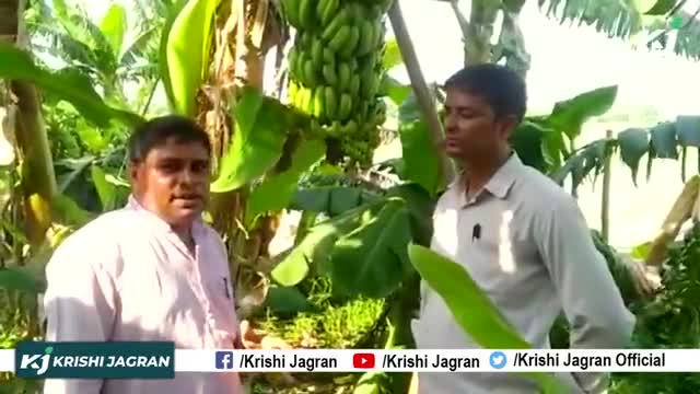 Banana Farming :1 एकड़ में करें केले की खेती और कमाएं लाखों का मुनाफा 
#BananaFarming #AgribusinessProfit #Kisan