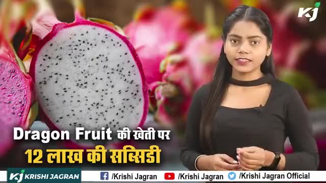 Dragon Fruit की खेती को लेकर केंद्र सरकार ने लिया बड़ा फैसला

#DragonFruit #Subsidy #CentralGovernment