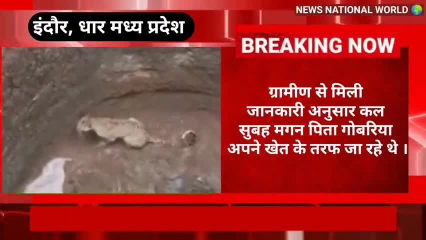 इंदौर संभाग के #धार जिले के नालछा तहसील के ग्राम पंचायत तितीपुरा में एक खेत के कुएं में रात्रि के समय तेंदुआ गिर गया।