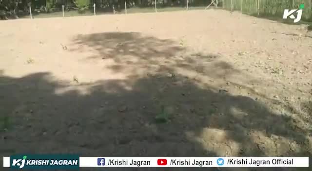 Banana Farming : बारिश में करें केले की रोपाई होगी अच्छी पैदावार


#Kisan #BananaFarming #BananaSapling
