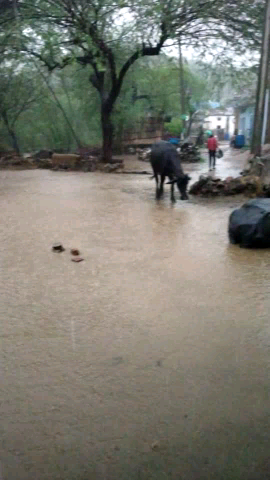 लक्ष्मणगढ़: #laxmangarh alwar rajasthan me jordar baarish #mansoon#laxmangarh
