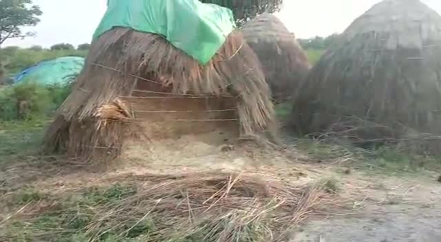 ब्लॉक #मदनापुर के ग्राम पंचायत कूदैया मे स्थित गौ शाला का हाल बेहाल मर रहीं गाय,,,
 इस पर ध्यान दिया जाए 🙏🙏