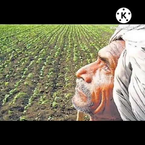 पटना ग्रामीण: बिहार मे इस वर्ष वर्षा नहीं होने से खेतोँ मे धान के बिचड़े सूखने से खेतोँ मे तड़पता किसान। 
#किसान
#बिहार
#नितिश_कुमार