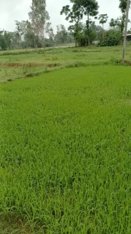 अंबिकापुर: बारिश ना होने से किसानों को करना पड़ रहा  परेशानियों का सामना
ग्राम सकालो  अम्बिकापुर सरगुजा C.G#report