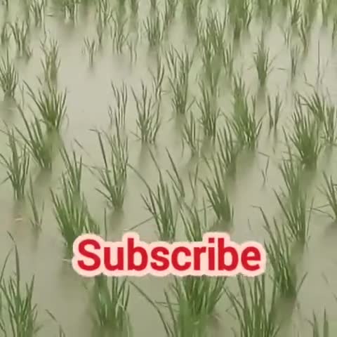 इटवा: #Bhari Barish Siddharthnagar