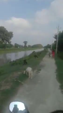 gandagi bridge road and small village near its banks 
#flood..road #modi  #murena