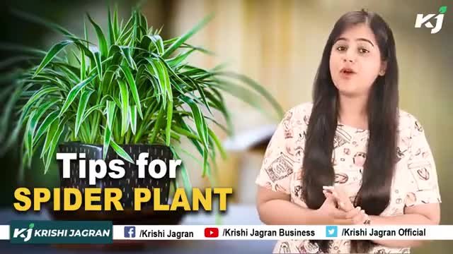 How to take care of Spider Plant - Full Tips and Trick 

#SpiderPlants #PlantCare #TipsandTricks