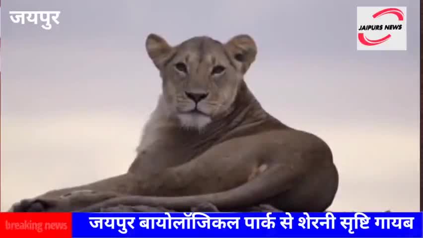 जयपुर बायोलॉजिकल पार्क से शेरनी सृष्टि गायब #jaipurs #viralnews #zoo #जैविक पार्क