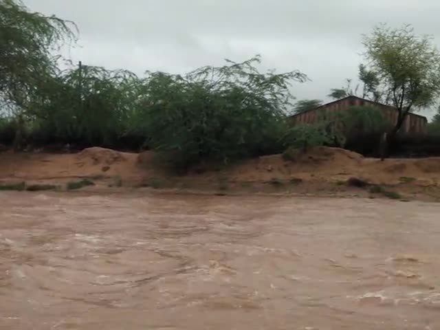 शेरगढ़: तिबना गांव से आने वाली नदी से बोलनाडी के आसपास इलाकों में फसलें हुई नष्ट घर मे घूसा पानी#rajshthan