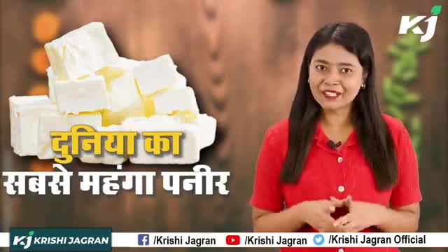 Donkey के Milk से बनता है दुनिया का सबसे महंगा पनीर 
#BalkanDonkey #WorldmostExpensiveCheese #Paneer