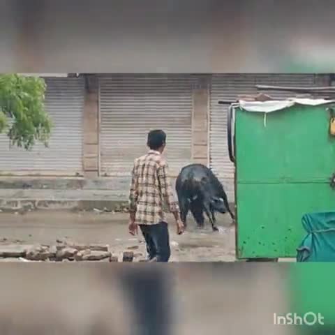 जोधपुर: कुडी भगतासनी पंचायत में लगातार आवारा पशुओं का तांडव बढ़ता जा रहा डरते रहना पड़ता है कब हादसा हो जाएं #CM #नगरनिगम #cmo