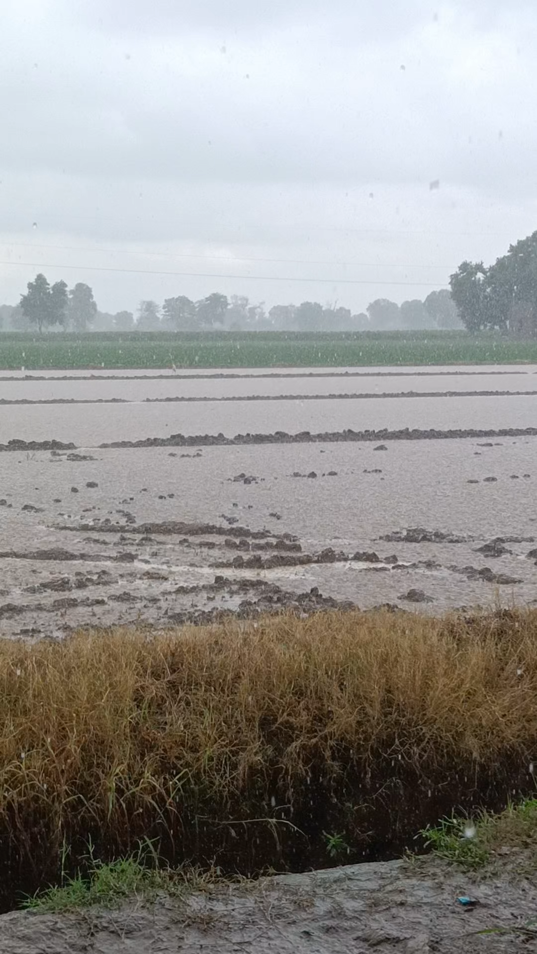 #बारिश#सूरतगढ़#तूफान
मानकसर तेज़ बारिश🌧️🌧️🌧️