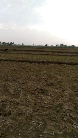 औरंगाबाद: #औरंगाबाद:-औरगाबाद जिला पानी नहीं हो ने के कारण खेतों में धान 
नहीं रोपाया है!#New news Aurangabad Bihar