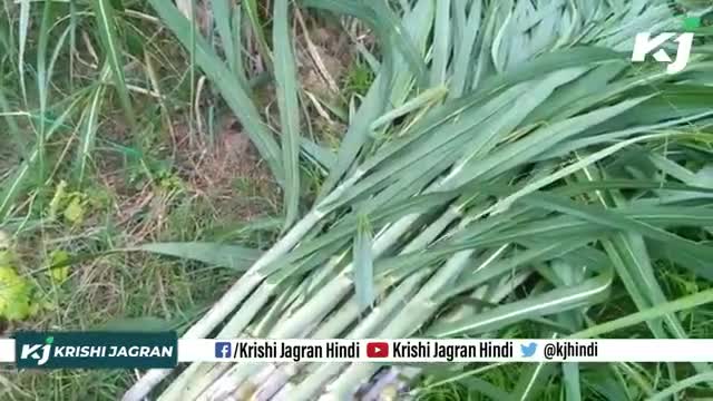 Sugarcane Farming : देखे कैसे होती है गन्ने की कटाई 

#Sugarcanefarming #Sugarcane #Farmer