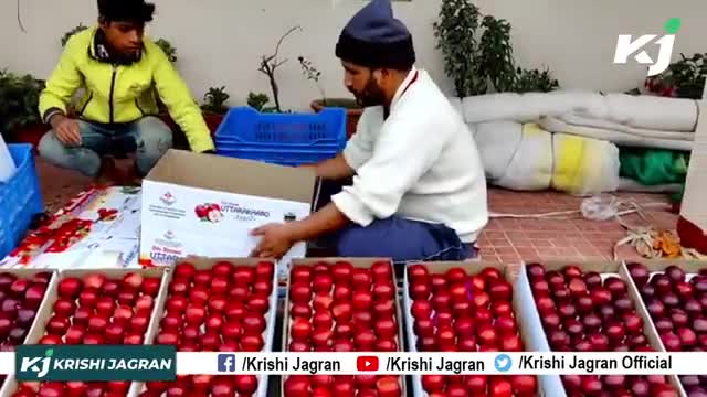 देखिए ! सेब तोड़ने के बाद उसकी कैसे होती है Packing

#Apple #ApplePacking #AppleTransportation