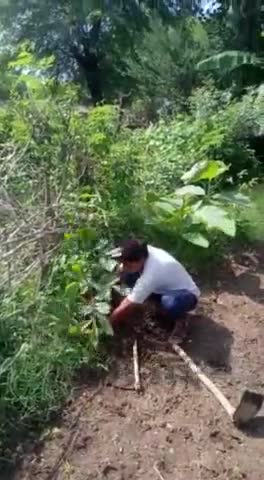 टीकमगढ़: भारतीय किसान संघ का सतत वृक्षारोपण कार्य जारी है।#भारतीयकिसानसंघ