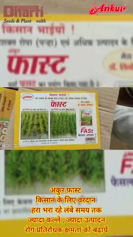 #तिरुपति एग्री सीड्स कटंगी
