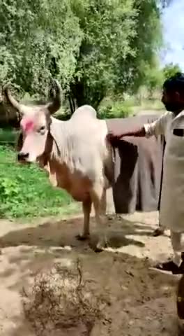 गाय का देसी इलाज#गाय #mertacity #नागौर #राजस्थान #rajasthan