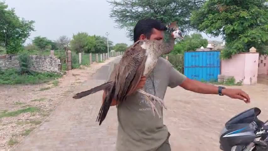 6वीं मोरनी बचाई
बाड़मेर के सीमावर्ती गांव भंवरियो की ढाणी महाबार में मोरनी बचाने में बाबुसिंह भंवरिया का भरपूर सहयोग रहा 
#Barmer #rajasthan 
#greenmanofindia #greenmannarpat #मोरनी