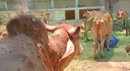 #गौवंश पर #लम्पि  #वायरस का कहर अब तक हजारों गौ माता काल का ग्रास बन गयी है। 
#राजस्थान कई जिलों में स्थिति भयावह।

हैं