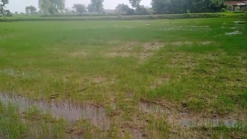 छत्तीसगढ़ के खेत के फसल में बीमारी आ गई है 
#chhatisgarh news