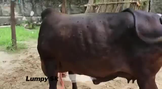 पीलीबंगा: #गो माता का देसी ईलाज 
#जय गौ माता#