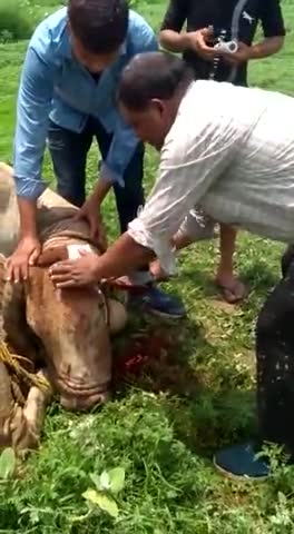 कोल: Gau mata ki seva kartey huye gaumata gauraksha manch ke 
#guamatagaurakshamanch
#soniyamittal9500
#gauseva#aligarh#koil