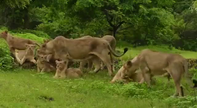 विश्व शेर दिवस की हार्दिक शुभकामनाएँ।
#WorldLionDay2022