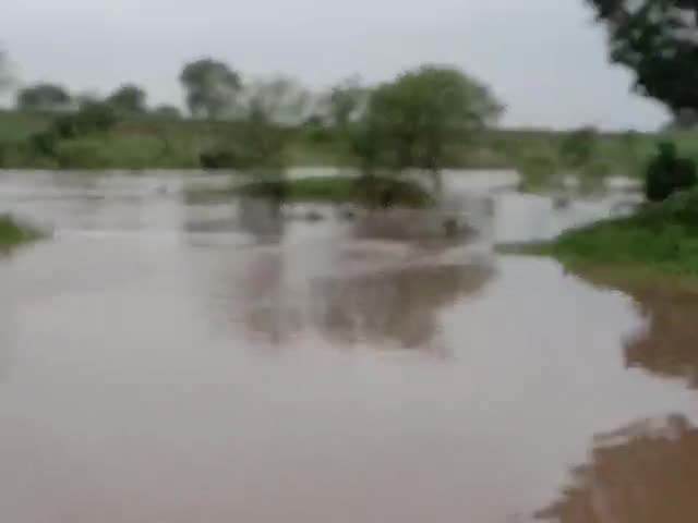पंडरिया: kawardha district, Pandariya Tah. village kanjheti me fhok nadi Ufanpar# gaw ko anpe chapetpar leta huwa pani #Sandeep