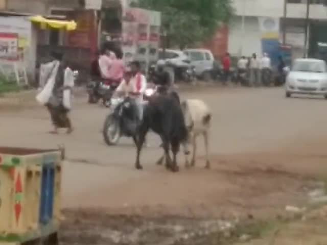 #श्रावण में सांडो की लड़ाई।
#बाल बाल बचे रहगीर।