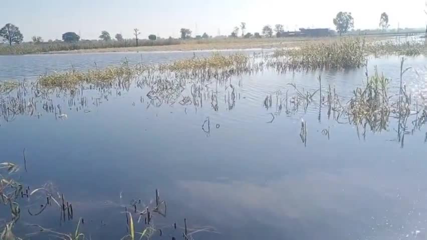 बरवाला: rajli rain fall #hisarnews