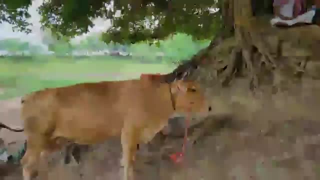 #Adarsh Gram Gaura Bhojpur (Bihar)
VIDEO AABHAR : MANISH KUMAR GUPTA