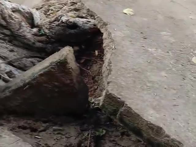 बारां: देर रात्रि 8:30 बजे गिरा का विशालकाय बरगद का पेड़ | लगभग 400 साल पुराना विशाल बरगद का पेड़#magwalबस्ती#कोयला #baranbnk