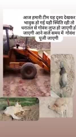 पचपदरा: हर हालत से निपटने को तैयार है हम। अब एक और गऊ माँ को हालातों से मजबूर होकर नहीं मरने देंगे।

#गोवंश_बचाओ_अभियान