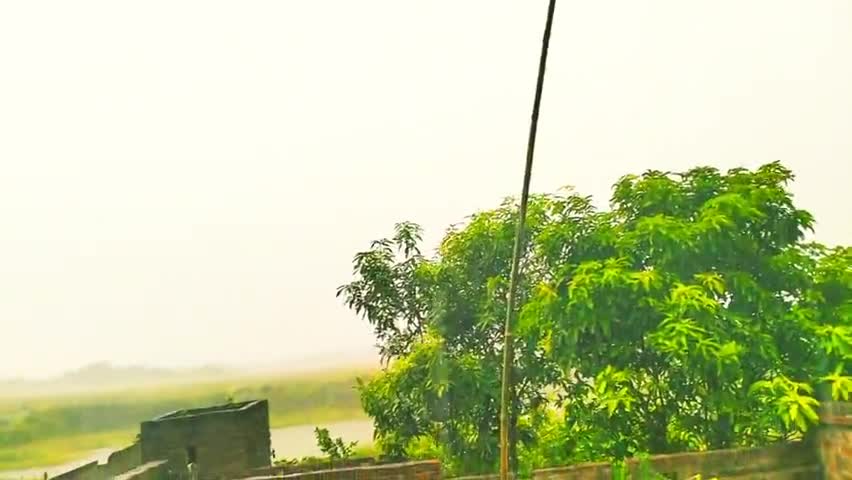 सिवान: बिहार| सिवान जिले के महाराजगंज क्षेत्र में हुआ चमके बारिश | किशन भाई खुश | #bihar_election_2020 #farmersarelifeline