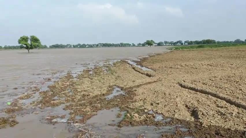 ज़मानिया: गाजीपुर के #तिलवां गांव में गंगा का जल स्तर बढ़ने से बाढ़ आया हुआ है ।
किसान भाई लोग के फसल(कोहड़ी) का हुआ भारी नुकसान।