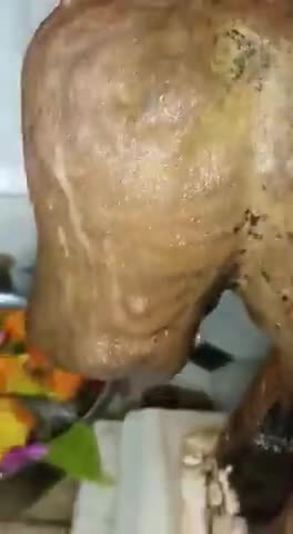 नागौर: नापासर बिकानेर राजस्थान 
गौशाला #गौमाता