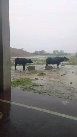बौंली: सवाई माधोपुर मे जबरदस्त बारीश लगभग 10 घंटे बरसी बरशा #bonli