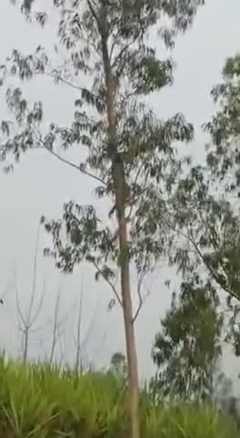मेरठ: इस गांव में दिखा दिया है चीता गांव में मचा हड़कंप #meerutcity ,#up#