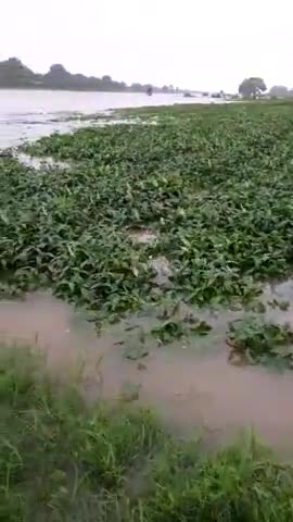 सीतामऊ: मंदसौर जीले के गांव खजूरी चंद्रावत में शिवना नदी उफान पर । किसानों की फसले हुईं बार्बाद। 
#mandsour