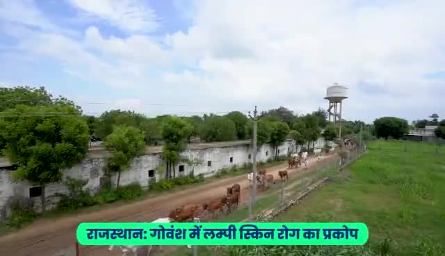 लंपी स्किन डिजीज बचाव जागरूकता वीडियो
#lampivirus #lampi #rajasthan