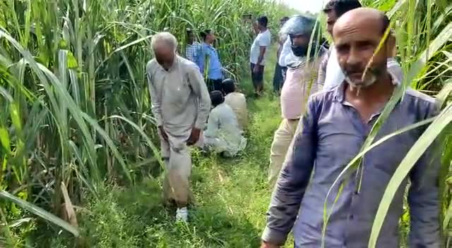 #शामली में दिखा तेंदुए किसान को बनाया निवाला तेंदुए के हमले से किसान घायल मौके पर पहुंची वन विभाग की टीम