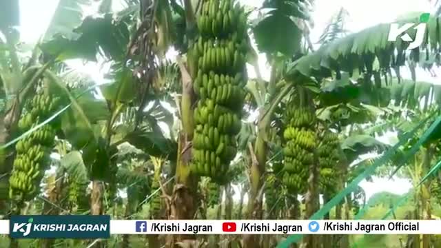 केले की खेती की संपूर्ण जानकारी, कम लागत में पाएं लाखों का मुनाफा |
#KelekiKheti #TissueCulture #BananaFarming