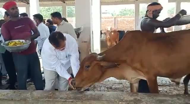 #प्रदेश #सरकार के मंत्रियों सुरेश खन्ना,दिनेश खटीक और दानिश अंसारी ने किया #गौरीबाजार में #गौशाला का निरीक्षण।