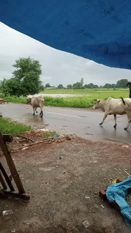 सिरमौर: #सिरमौर क्षेत्र के  ग्राम पंचायत चौरी में 3,4 घंटे तक लगातार बारिश हुई