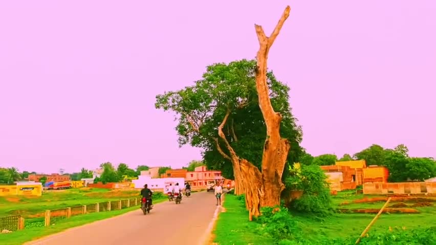 #नारायणपुर:नारायणपुर बाजार थाना रोड के किनारे सूखा पेड़ बना रहता है खतरा का कारण