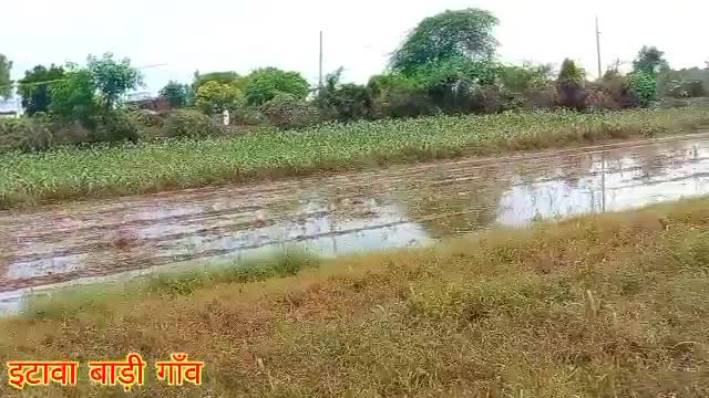 इटावा नगर के बाड़ी गांव में बाढ़ आ जाने के कारण किसानों की फसलें हुई तबाह किसान हुए निराश#itawa #baadi