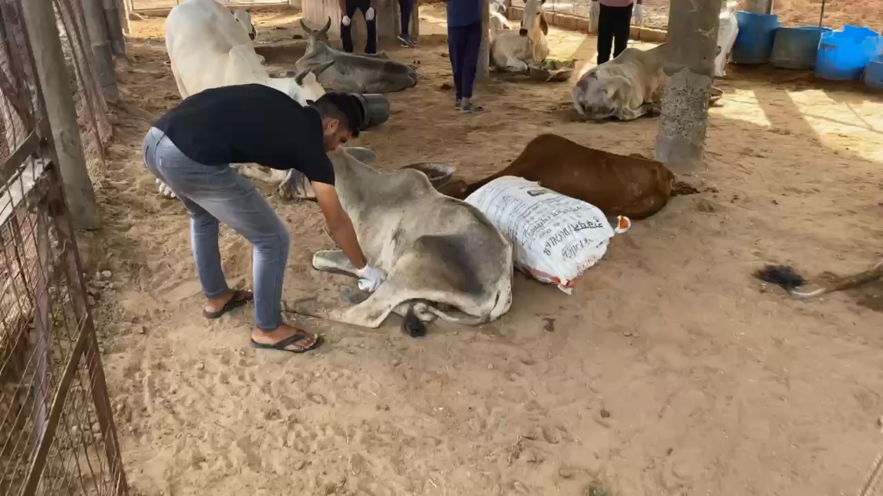 तिंवरी: आज मथानिया जोधपुर श्री राम गवशाला में सेवा परदान करते हुवे मयूराक्षी के LSA सुनिलजाट भरत सुरेंदर राकेश राकेश अशोक द्वारा LSD (लम्पी) काटीटमेंट करते हुवे #jodhpurnews